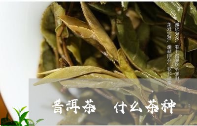 普洱茶 什么茶种/2023031771704